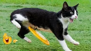 ¡Intenta no reírte! 😜🎃 Los vídeos más divertidos de gatos y perros de 2025 😹🐶Parte 16