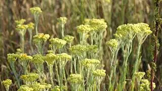 Close-Up of a Beautiful Plant