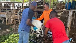 Facts you need to know for a successful Artificial Insemination program in goats