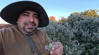 Foraging Fruit In The Bay Area With Francisco Meza 📸