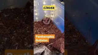 Pantherophis Guttatus (cinder) #shorts
