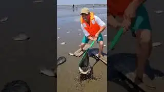 Ep. 334: Rainy Season Fishing - Catching Fish After Heavy | #WildRiverPOV #NatureShorts #AnimalWorld