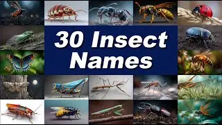 Smart Brainora - 30 Most Popular Insect Names