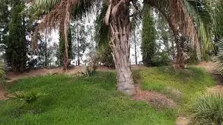 BestpalmTV. Mule palm, znasz🤔 Butiagrus Yatay💪 -12C❄️