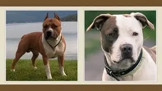 Amstaff / Amerikai Staffordshire bull-terrier kutya [fajtabemutató]