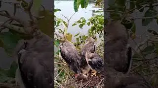 Black winged kite Birds#BirdsOfInstagram#BirdLovers#WildBirds#PetBirds#BirdTok popular on TikTok4