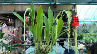 2024年8月16日 田尾花市還有什麼蘭花呢？ 第一次看到的 河口石斛蘭 千代蘭 大型黃穗蘭