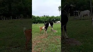 Mother Instinct 😮💪👍🫰❤#nature #instinct #animals