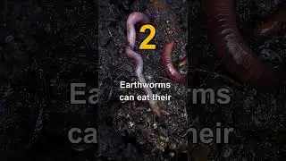 Five facts about vermicompost & earthworm You have  Never heared #organicfarming #vermicompost
