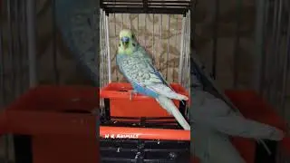 Male Spangle Single Factor / Budgie