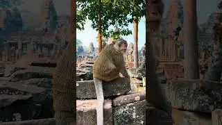 Monkeys family at Bayon temples, Professional Expeditions, Expert Guided Tours