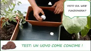 Ho sotterrato un uovo sotto pomodori e melanzane!