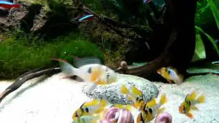 Tank raised German Blue Rams - Microgeophagus ramirezi