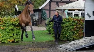 Ab durch die Hecke - Pferd wehrt sich massiv vor dem Einsteigen