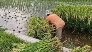 THE MOST EFFICIENT HARVESTING METHOD IN FLOODED RICE FIELDS USING ONLY A SHARP SICKLE -agriculture