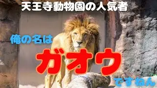 【天王寺動物園】春と戦うライオン達の姿🦁🐱🐱百獣の王ライオンも春には敵わない⁉️