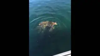 Fish Feeding Frenzy - Chandler, AZ