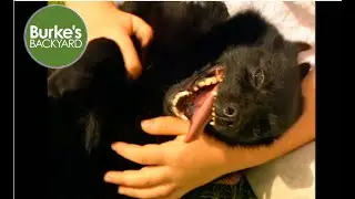 Schipperke Dog Road Test, Burke's Backyard