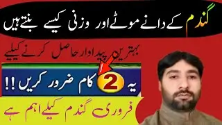 How to get large sized wheat grains|The best time to use potash in wheat field|Hafiz Nadeem Pro-Tips