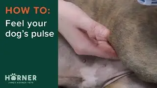 How To Feel Your Dog's Pulse