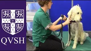 Murphy having Shockwave treatment