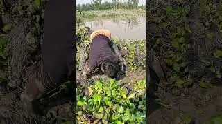 Scariest Hand Fishing! Pulling Giant Eels from Deep Mud Hole #fishing #fish