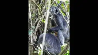 nice monkey #shorts  #monkey #babymonkey #animal #monkeykaka #monkeytavtav #sovanamonkey #kodyantle