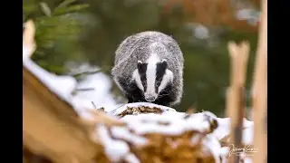 Winterliche Bewegungsstudie von einem Dachs in Slow motion