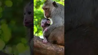 #monkeyvideo #shotvideo #AmberTroop #babymonkey #Amazing #OMG #cutebabymonkey #baybeymonkey #animal