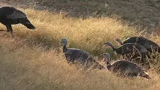 Turkeys Eat Crabgrass