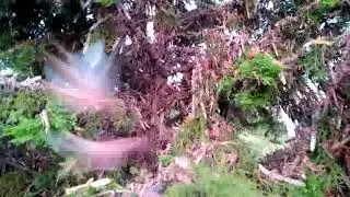 የአንበጣ   መንጋ locust in burji soyama area
