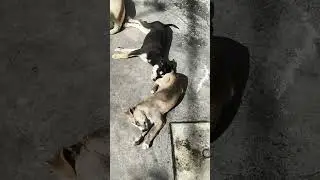 #puppy #love #street #vibes #with #awesome #sun #light #uttarakhand #universe #connection