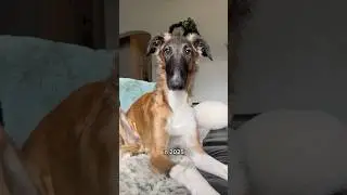 happy snoot years #newyear #2025 #resolution #fyp #borzoi #silkenwindhound #skit