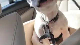 When your owner is a LIAR!