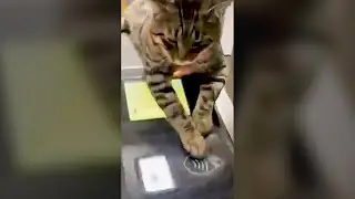 Cute Cat Sleeping in Subway Entrance - Funny Cat Videos 🐾