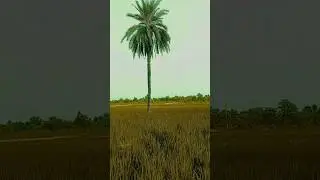 Beautiful Field Scene and A Palm Tree #scenes #trending #nature