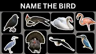 Can You Identify This Bird in 5 Seconds? 🐦 The Ultimate Visual Recognition Challenge!