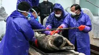 Tanzou, CHINA   Road Workers discovered a 700 year old mummy along the road