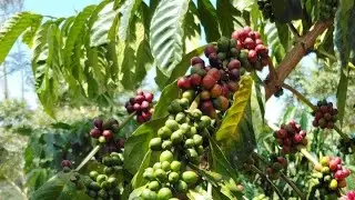 Coffee Farmer Coffee pruning / mulching /Harvesting