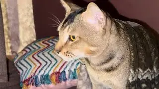 Akhir kyu padai billu ko maar mummy se?👀