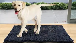 Say Goodbye to Muddy Paw Mess! Explore the Magic of our Microfiber Dog Mat &ndash; Absorbent, Quick#dog