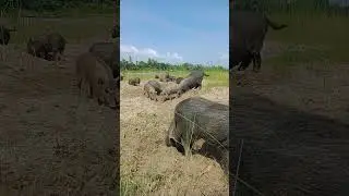 pig farm profit calculation #Shorts #insects #pigfeed #animals