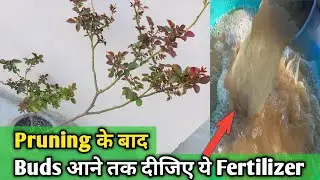 Pruning के बाद Buds आने तक दीजिए ये Fertilizer । How to fertilize Roses after Pruning ? Rose Care |