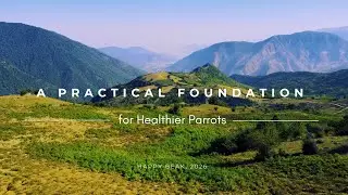 A Practical Foundation for Healthier Parrots