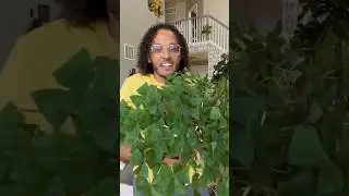 Watch my most dramatic plant make a quick recovery #houseplants #recovery #oxalis #shamrocks #clover