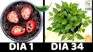 COMO GERMINAR CHILE JALAPE&Ntilde;O O CHILE VERDE || HUERTO CITADINO