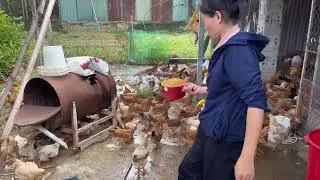 Safe Free-Range Chicken Farming &ndash; Odor Control with Probiotics
