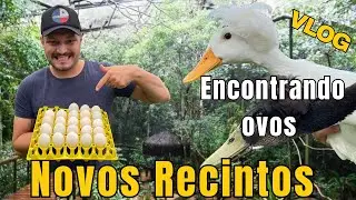 ENCONTRANDO OVOS /CONSTRUINDO NOVOS RECINTOS / VLOG