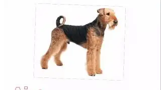 Airedale Terrier Breed