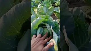 #love #trending #tu #viral #vlog #short #viralvideo #heart #shortvideo #like